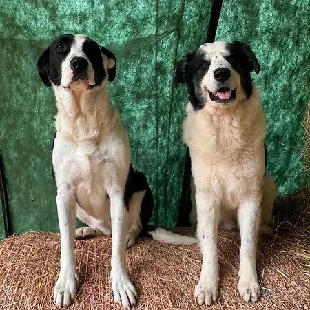 Vakantieboerderij Lo Smarrino Gubbio